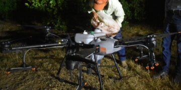 Llega a Tamaulipas plaga de Langosta Centroamericana, afecta huertas naranjeras