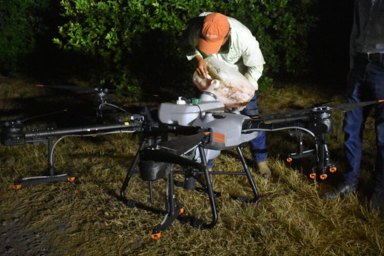 Llega a Tamaulipas plaga de Langosta Centroamericana, afecta huertas naranjeras