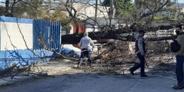 Activa Gobierno de Victoria operativo de limpieza y retiró de árboles caídos