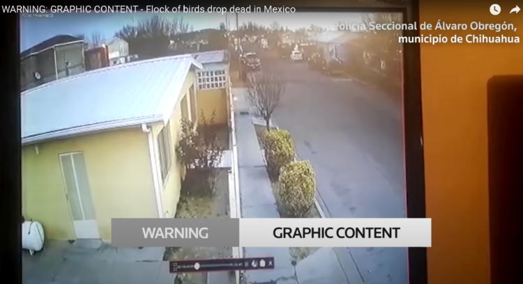 Aterrador: Decenas de pájaros caen muertos sin razón en Chihuahua (Video)