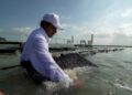 Tamaulipas sería el primer productor de ostiones en Latinoamérica
