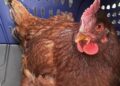 ¡Insólito! Gallina es capturada en intento de ingresar al Pentágono