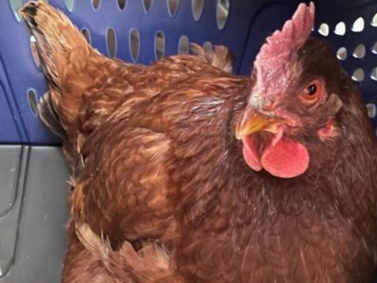 ¡Insólito! Gallina es capturada en intento de ingresar al Pentágono