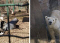 Piden salvar animales del Zoo de Ucrania tras bombardeo