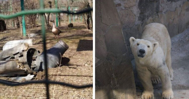 Piden salvar animales del Zoo de Ucrania tras bombardeo