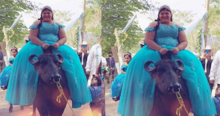 Quinceañera llega a su fiesta montada en un búfalo en Veracruz