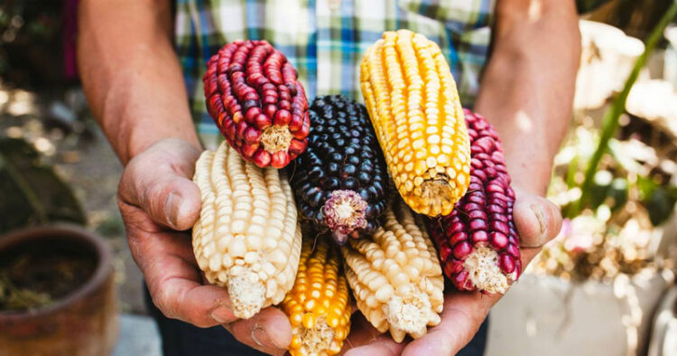 Producción de maíz caerá 20% por falta de fertilizantes: Anpec