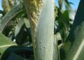 Plaga de pulgón  afecta a 5 mil hectáreas de sorgo en Tamaulipas