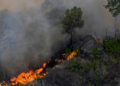 80% de los incendios en México son provocados: Conafor