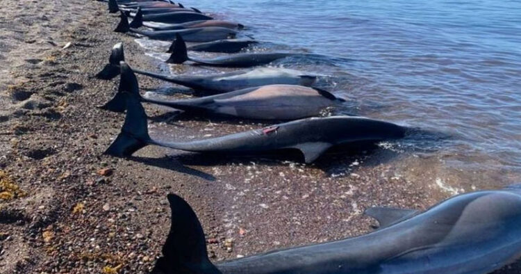 Hallan 30 delfines muertos en playas de La Paz
