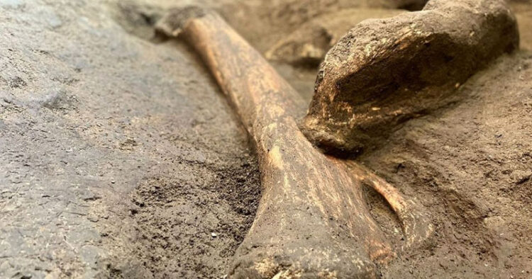 Hallan restos de un mamut gigante en el patio de una casa