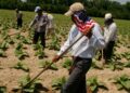 Envía Tamaulipas 300 jornaleros a Estados Unidos y Canadá