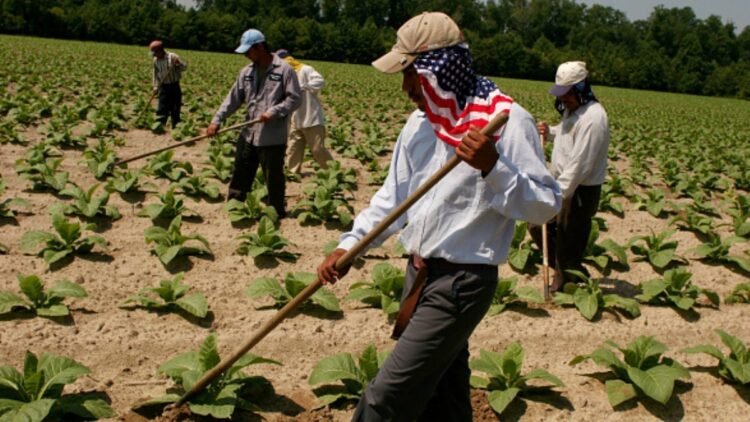 Envía Tamaulipas 300 jornaleros a Estados Unidos y Canadá