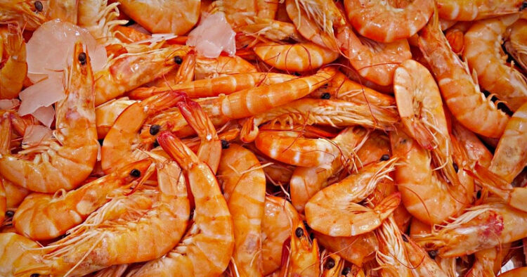 Camarón mexicano se exportará libremente a EU