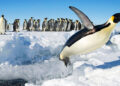 Calentamiento global hará que el pingüino emperador desaparezca