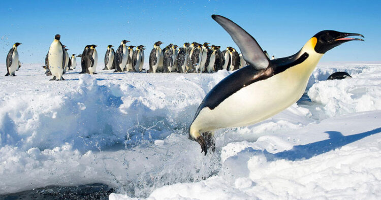 Calentamiento global hará que el pingüino emperador desaparezca