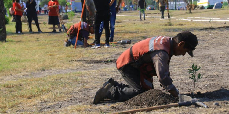 Implementa Municipio programa de reforestación