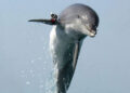 Delfines protegen base rusa en Crimea