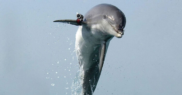 Delfines protegen base rusa en Crimea