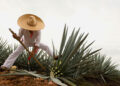 Tequila, Jalisco “lugar de tributos”