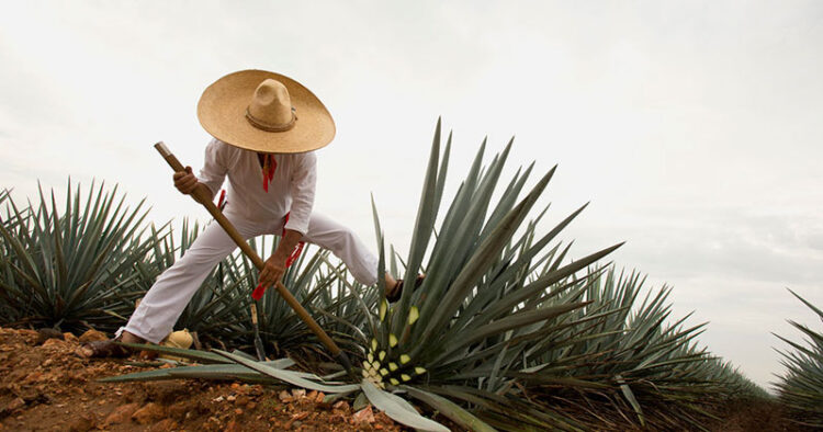 Tequila, Jalisco “lugar de tributos”