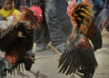 Peleas de gallos y corridas de toros no son patrimonio cultural: SCJN