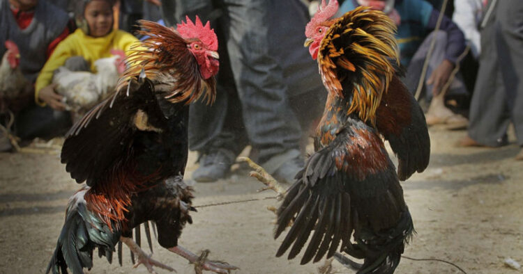 Peleas de gallos y corridas de toros no son patrimonio cultural: SCJN