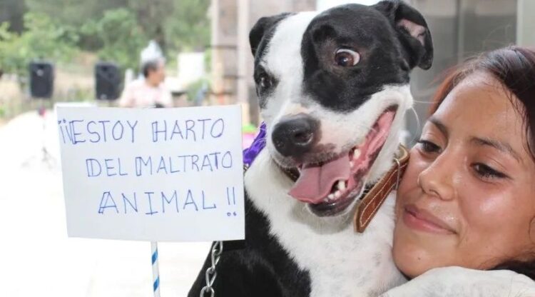 Refugios de animales están saturados en Ciudad Victoria
