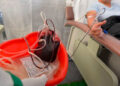 OMS reconoce a México por la donación altruista de sangre
