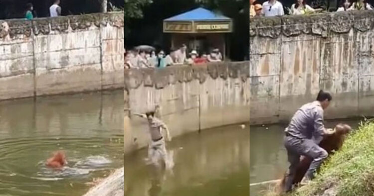 Empleado de zoológico salva a orangután de ahogarse