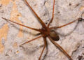 Inicia la temporada de araña violinista en México