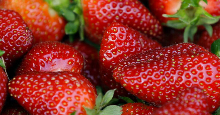 Fresas mexicanas estarían ligadas  al brote de hepatitis A: EU