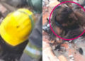 Joven intenta entrar a la casa de su expareja por la chimenea y queda atorado