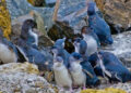 Mueren cientos de pingüinos en costas de Nueva Zelanda