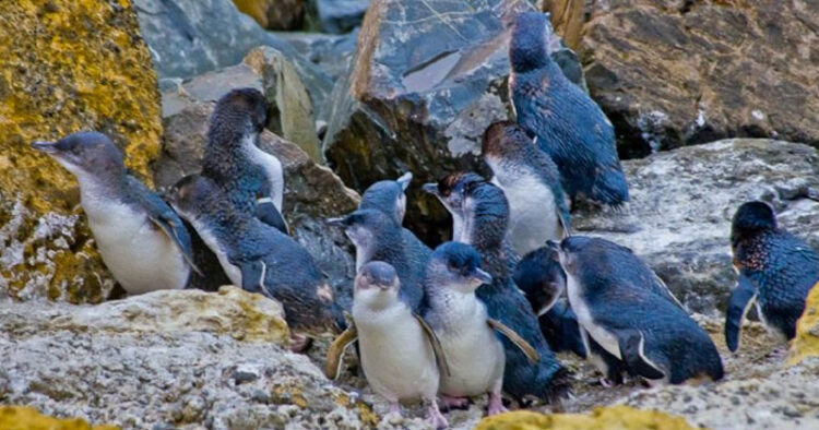 Mueren cientos de pingüinos en costas de Nueva Zelanda