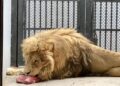 Felinos maltratados del santuario Black Jaguar llegarán a zoológico de Tamaulipas