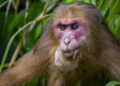 Ataque de monos macacos aterroriza a Japón