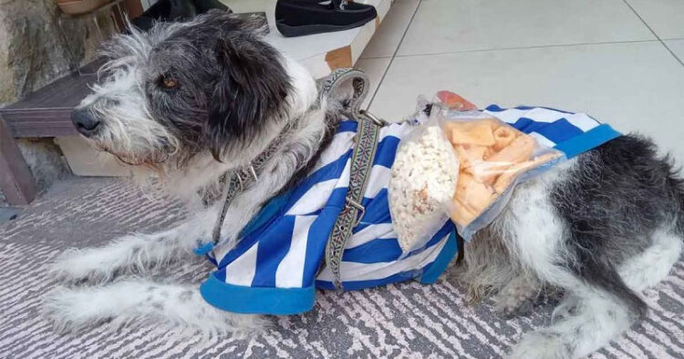 Perrito ayuda a su dueña a vender chicharrones