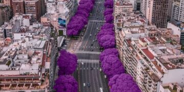 Jacaranda y el Japanese Yew ideal para decorar jardines