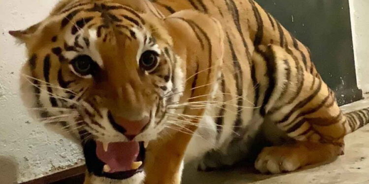 Verifica Profepa zoológicos para recibir felinos rescatados de Black Jaguar- White Tiger