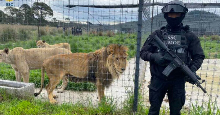 Piden a FGJ ubicar fosas de felinos en Tlalpan
