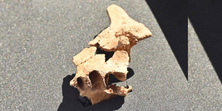Investigadores hallan fósil humano que tendría 1.4 millones de años