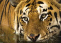 Población de tigres salvajes de Nepal se triplicó en 12 años