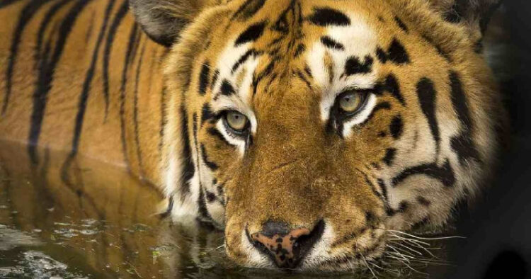 Población de tigres salvajes de Nepal se triplicó en 12 años