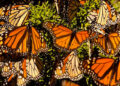 Mariposa Monarca está en peligro de extinción