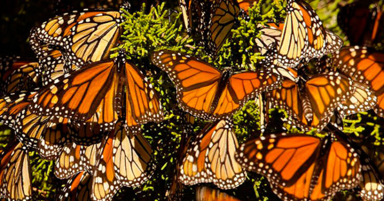 Mariposa Monarca está en peligro de extinción
