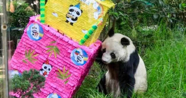 Muere la panda más longeva de Chapultepec