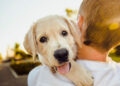 Recomendaciones para contratar seguros de mascotas