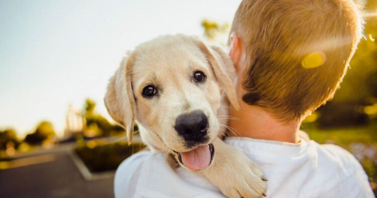 Recomendaciones para contratar seguros de mascotas