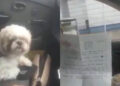 Perrito es abandonando en un taxi con lista de instrucciones para cuidarlo